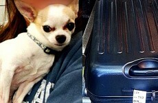 This little Chihuahua was found by airport security after sneaking into its owner's suitcase