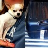 This little Chihuahua was found by airport security after sneaking into its owner's suitcase