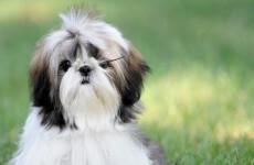 'No info' for Kennel Club to investigate reports of mass poisoning at Crufts