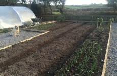 Growing Your Own: It's time to get sowing...