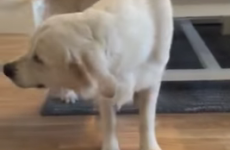Golden retriever has the best reaction to tasting lemon for the first time