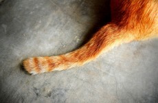 Household cat "torn to pieces" by Lurchers as owners looked on