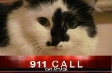 On the first anniversary of this cat holding a family hostage... where is he now?