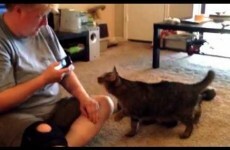 Here's what happens when you smack talk a cat, in cat speak