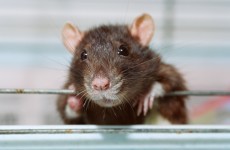 Rats are "dancing a polka set" in Killarney according to one councillor