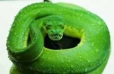 Dublin Zoo has a new snake and he's very, very green
