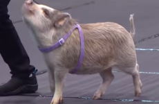 Video: Amy the pig is fetching, dancing and playing the piano at dog shows