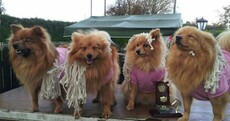 These dogs won a prize while dressed as Mick Wallace