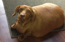 A pizza-loving dachshund lost 3 stone after ditching human food