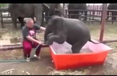 This baby elephant taking a bath is as gracious as you after a few drinks