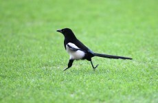 11 irrational superstitions Irish people believe in