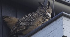 This 'rogue owl' has been terrorising a Dutch city for the past year...