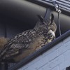 This 'rogue owl' has been terrorising a Dutch city for the past year...