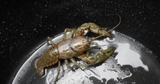 This lobster is driving the internet crazy... it's like The Dress all over again
