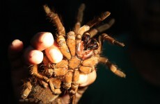 Super size me! The world's biggest spider and 8 other record-breakers