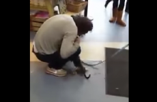 A little Galway dog and his owner were joyfully reunited after a year apart