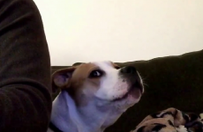 This guy discovered that his dog inexplicably hates Playstation sounds