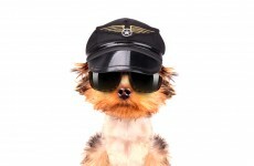 Planes forced to momentarily delay landing at Dublin after dog wanders on to runway