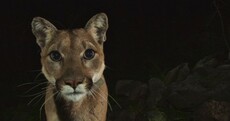 Check out these beautiful, super-rare photos of mountain lions up close