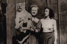 The day a lioness terrorised Dublin: The story of the 1951 Fairview lion escape