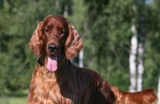 Prize-winning Irish Setter 'was poisoned in Belgium, not at Crufts'
