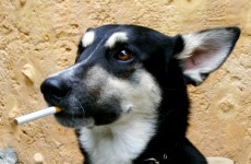Some American pets could soon be able to get high
