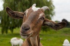 3 Midweek Longreads: Why are goat heads turning up on New York streets?