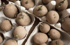 Fancy growing your own? Here's what to plant this week...