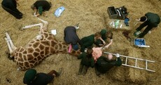 And you thought going to the dentist was traumatic...