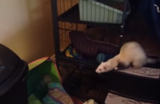 This ferret's spectacular jump fail encapsulates that Thursday feeling