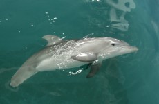 Beware of the dolphins! Expert tells swimmers not to 'act the maggot'
