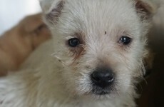 Do you suspect there are puppy farms in your area?