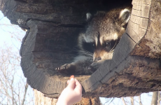 This raccoon is you when you're mad at someone, but they offer you food