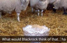 Roscrea's Senior Cup victory tour might be even more entertaining than their march to glory