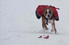 Homeward bound: 7 pets reunited with owners against the odds