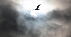 A photographer captured the exact moment a goose flew past the eclipse