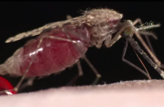 Another reason to fear climate change: Disease carrying mosquitoes