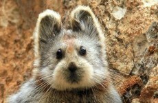 Extremely rare (and cute) animal photographed for the first time in 20 years