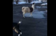 Guy freaks out when randomly ambushed by farm animals on the street