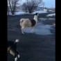 Guy freaks out when randomly ambushed by farm animals on the street