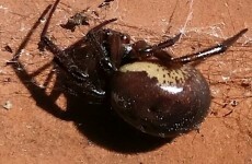 If you find one of these things... DON'T PANIC