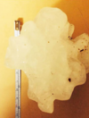 Cricket ball-sized hailstones have been raining down in Australia