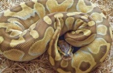 Thieves break into flat, steal two sacks of 38 snakes
