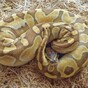 Thieves break into flat, steal two sacks of 38 snakes