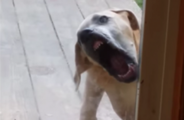 Prepare to be mildly terrified by this video of a dog licking a window