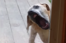 Prepare to be mildly terrified by this video of a dog licking a window
