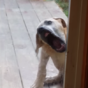 Prepare to be mildly terrified by this video of a dog licking a window
