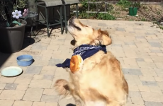 Fritz the dog's struggle to catch food is truly inspirational