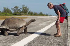 Watch a tortoise slowly, slowly chase off a man who interrupted him mating