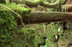 Secret Nazi jungle hideout discovered by archaeologists